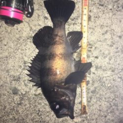 貝塚メバリング！サイズ、数ともに良し(^^)