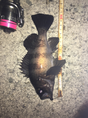 貝塚メバリング！サイズ、数ともに良し(^^)