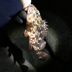 ガシラは裏切らない