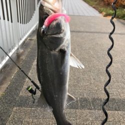 ホーム2に認定?