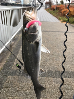 ホーム2に認定?