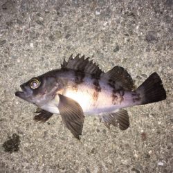 満月は渋いけど…。