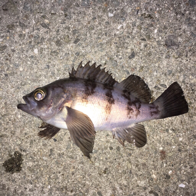 満月は渋いけど…。