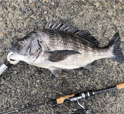 釣りしまくった