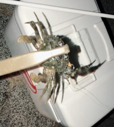 やっとええサイズ釣れました