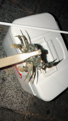 やっとええサイズ釣れました