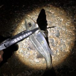 メバリング好調