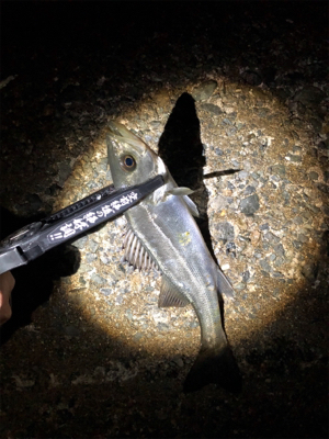 メバリング好調