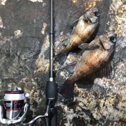 尺メバルを探して