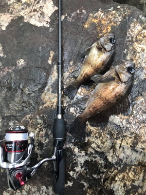 尺メバルを探して