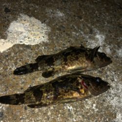 尺を求めて( ̄∀ ̄)