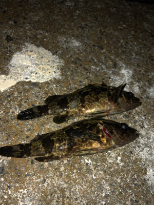 尺を求めて(￣∀￣)