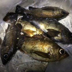 ジグヘッドでエサ釣り