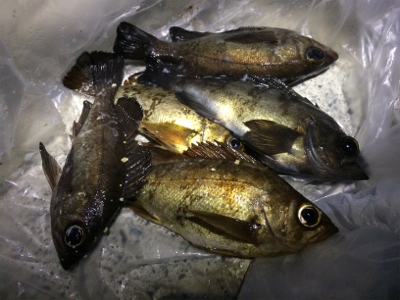 ジグヘッドでエサ釣り