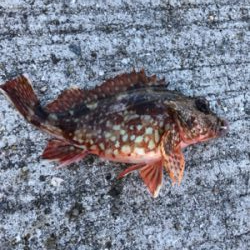 イカ食べたかったなー(T . T)