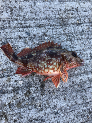 イカ食べたかったなー(T . T)