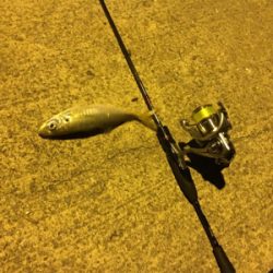 久々のアジと嬉しい外道