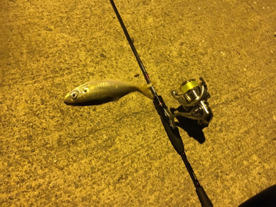 久々のアジと嬉しい外道