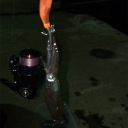 諦めかけていたヒイカ釣り…まだ釣れました＼(^^)／