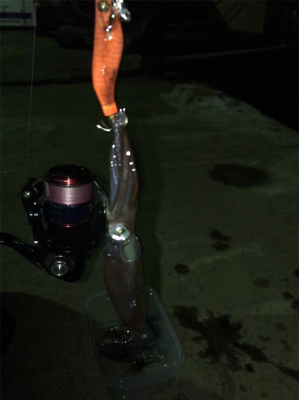 諦めかけていたヒイカ釣り…まだ釣れました＼(^^)／