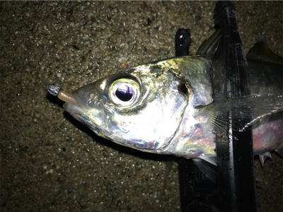 雪と雨の合間にアジング