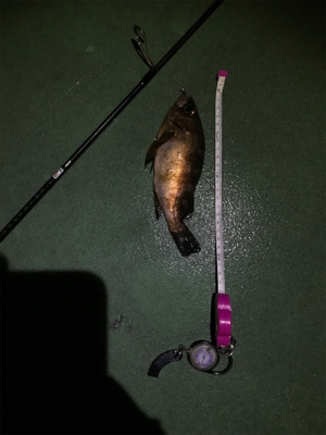 御所浦ライトゲーム最終日