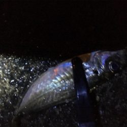 アジングゲーム