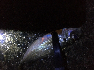 アジングゲーム