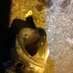 まさかのセイゴ