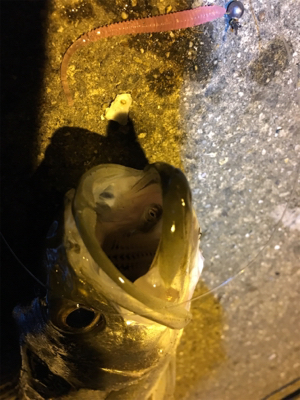 まさかのセイゴ