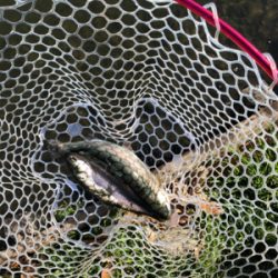 引きの良いトラウト