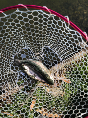 引きの良いトラウト