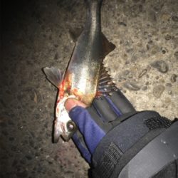 なんとかゲット!