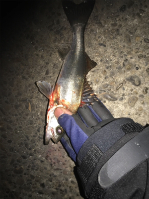 なんとかゲット!