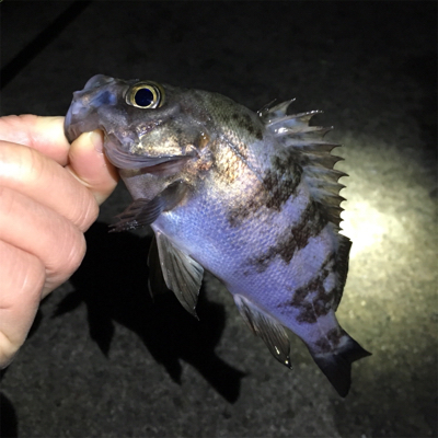 デイゲーからの夕まずめ