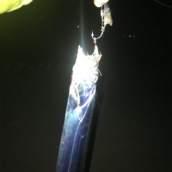 激寒の中でもおったら釣れます