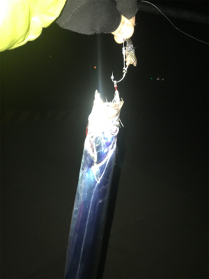 激寒の中でもおったら釣れます