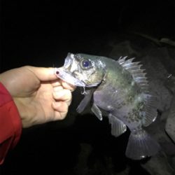 大分はメバルが最高