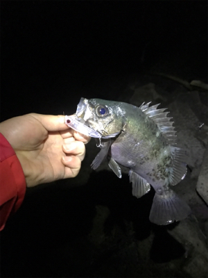 大分はメバルが最高