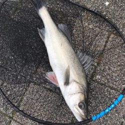 マルチヒットにロスト地獄