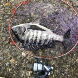 フカセ釣りでチヌ！