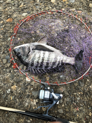 フカセ釣りでチヌ！