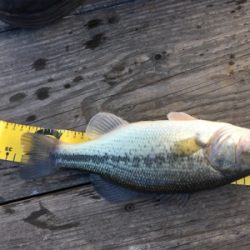 極寒のバスフィッシング