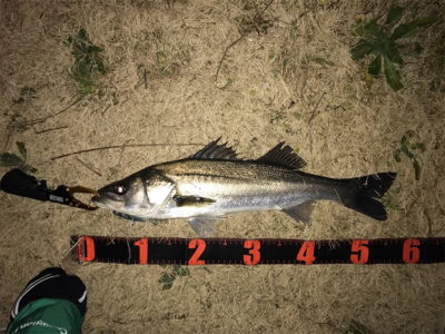 シーバス 70センチ