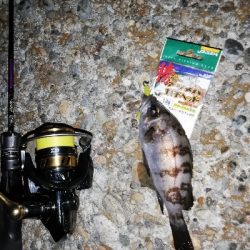 極寒爆風メバリング