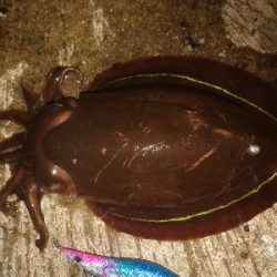 エギング、アジング