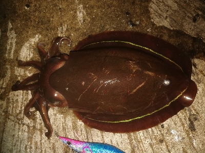 エギング、アジング