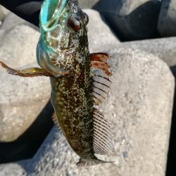 デイライトゲーム