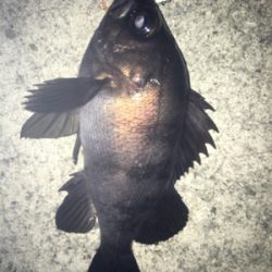 荒天のメバリング