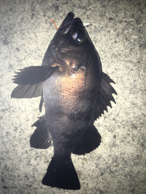 荒天のメバリング